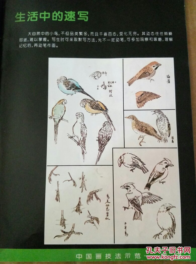 《画鸟》 张继馨