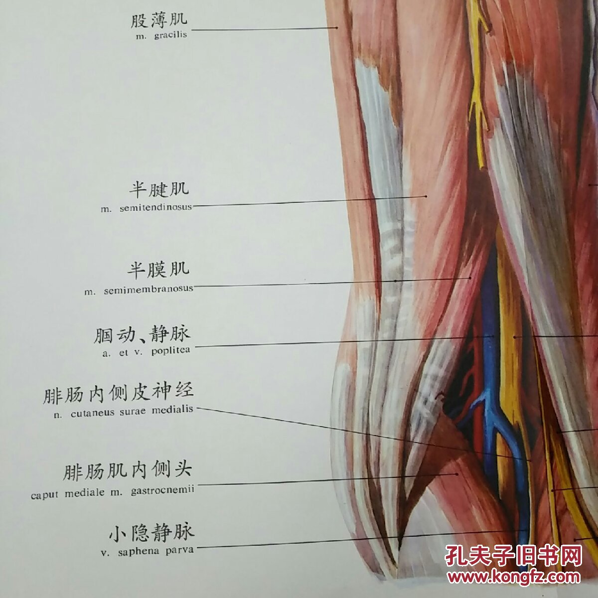 人体解剖挂图lx一56臀部及大腿后面的肌肉血管和神经1