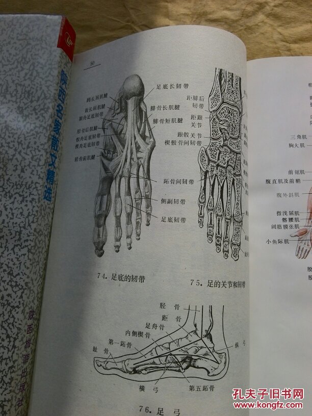 新编人体解剖图谱(全书共收录彩色及黑白图谱近900幅