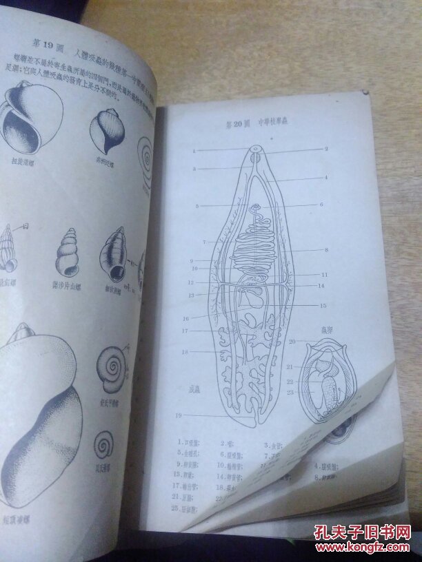 人体寄生虫学实用图谱