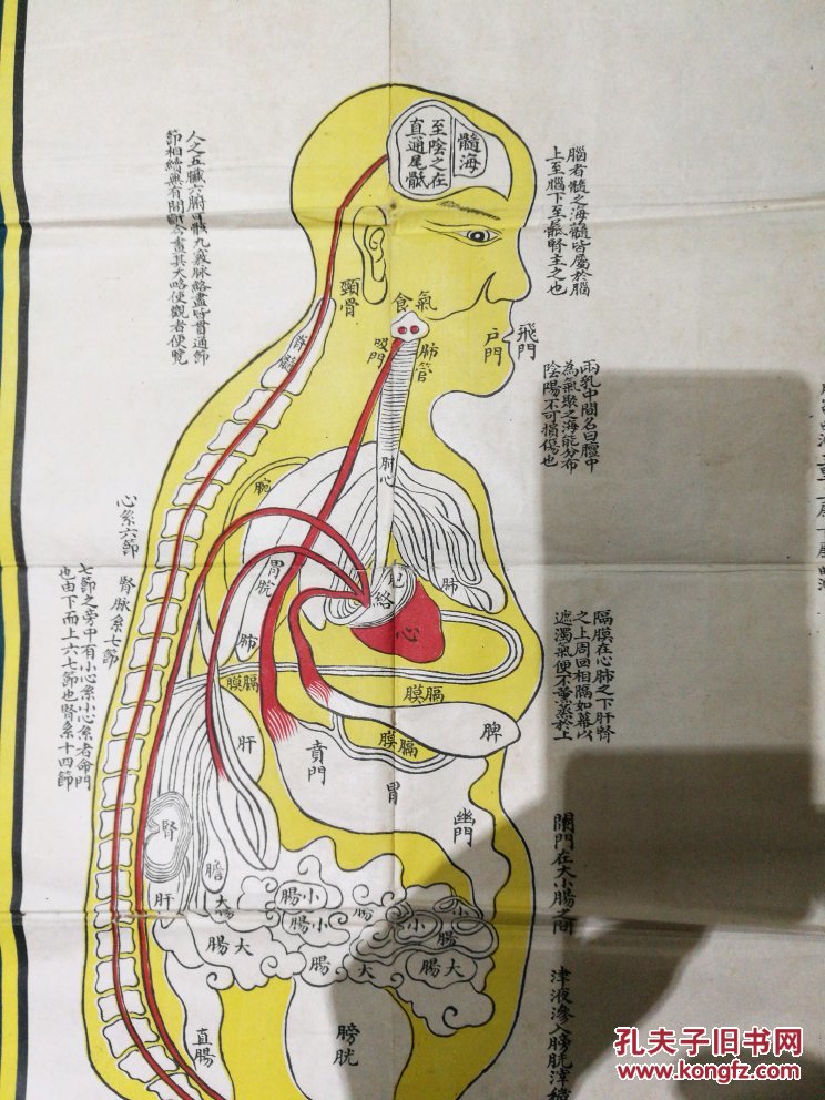 正人明堂图 脏腑明堂图(尺幅大小77x52cm)