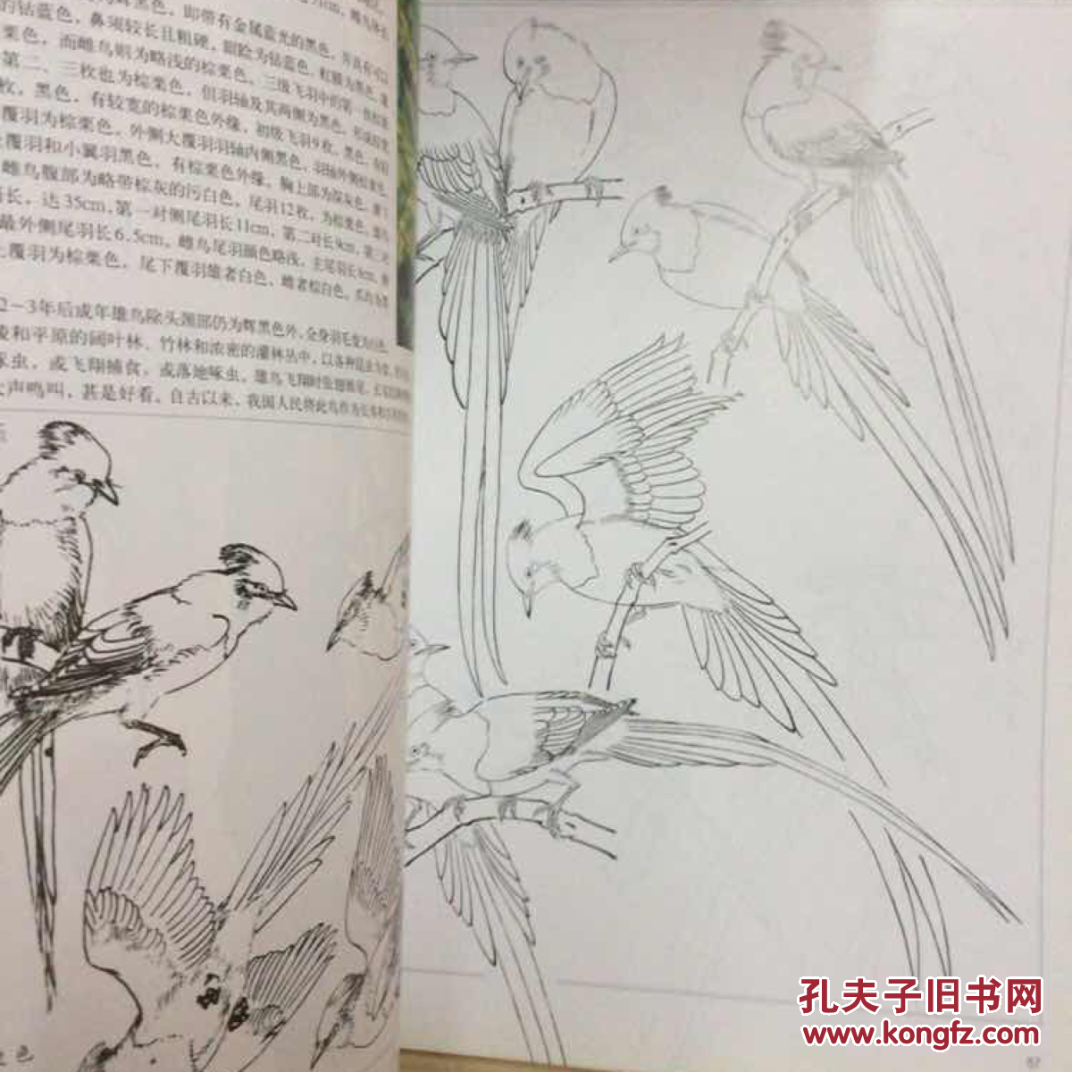 翅色斑斓:中国画五十一种鸟的画法(下)