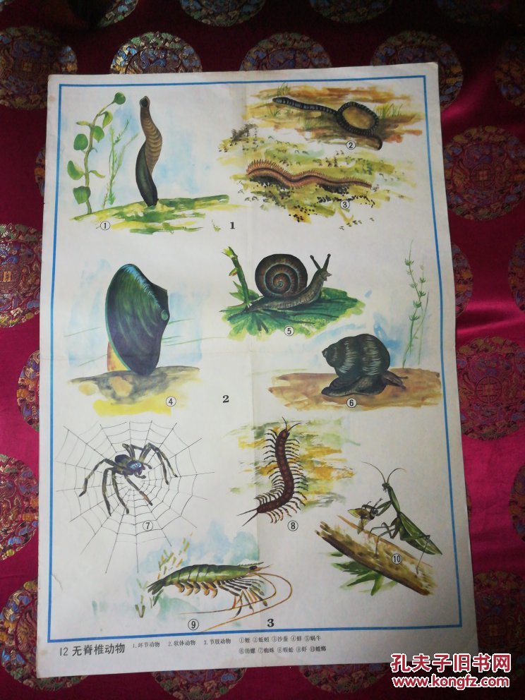 教学挂图\无脊椎动物