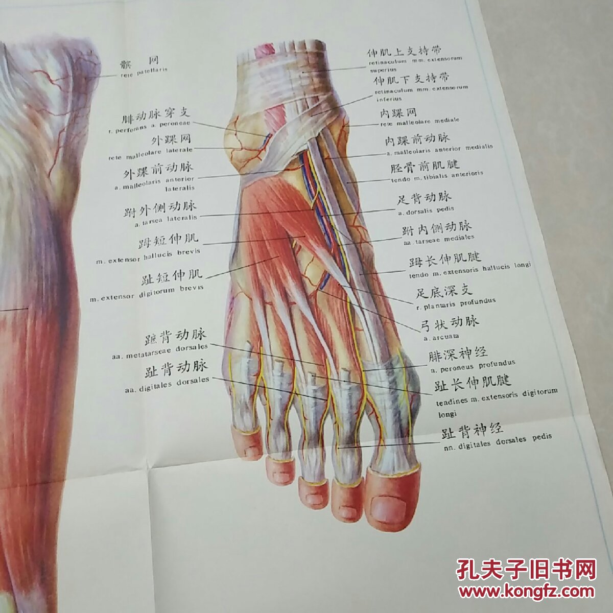 人体解剖挂图lx一58,小腿前外侧面及足背的肌肉血管和神经(1)