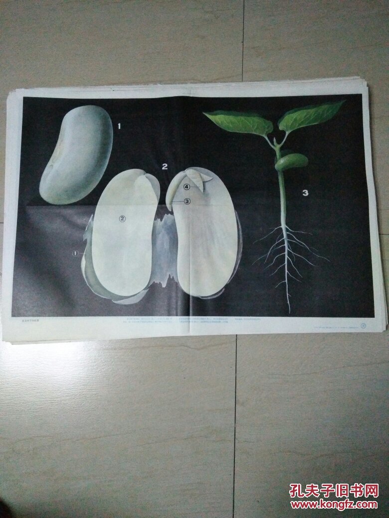 教学挂图――菜豆种子和幼苗