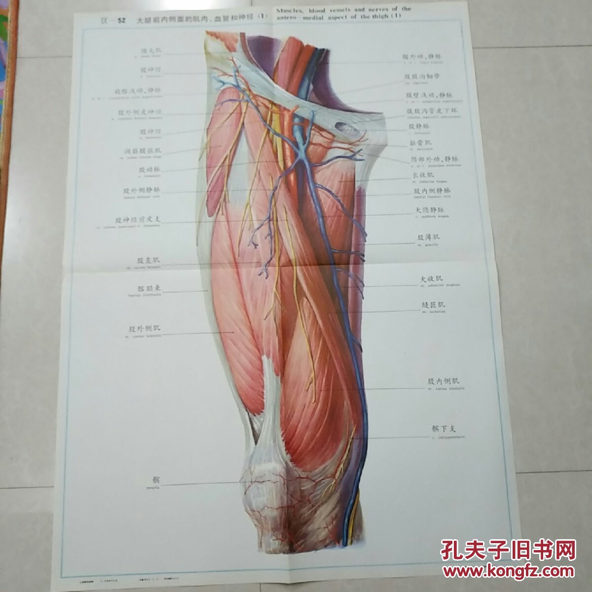 人体解剖挂图lx一52,大腿前内侧面的肌肉,血管和神经