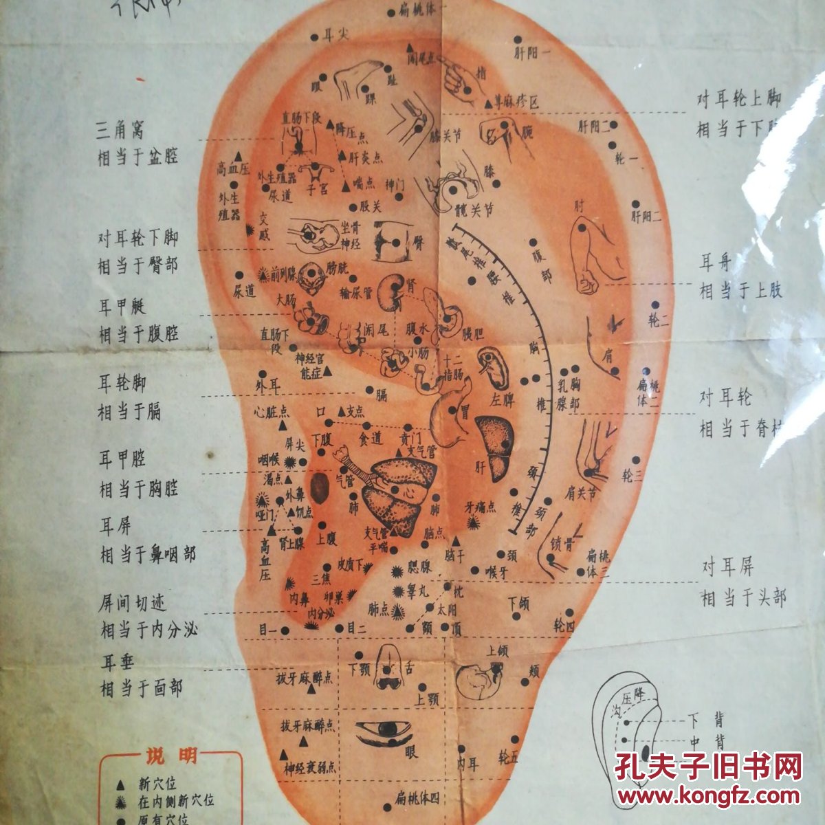 文革版\耳针穴位示意图
