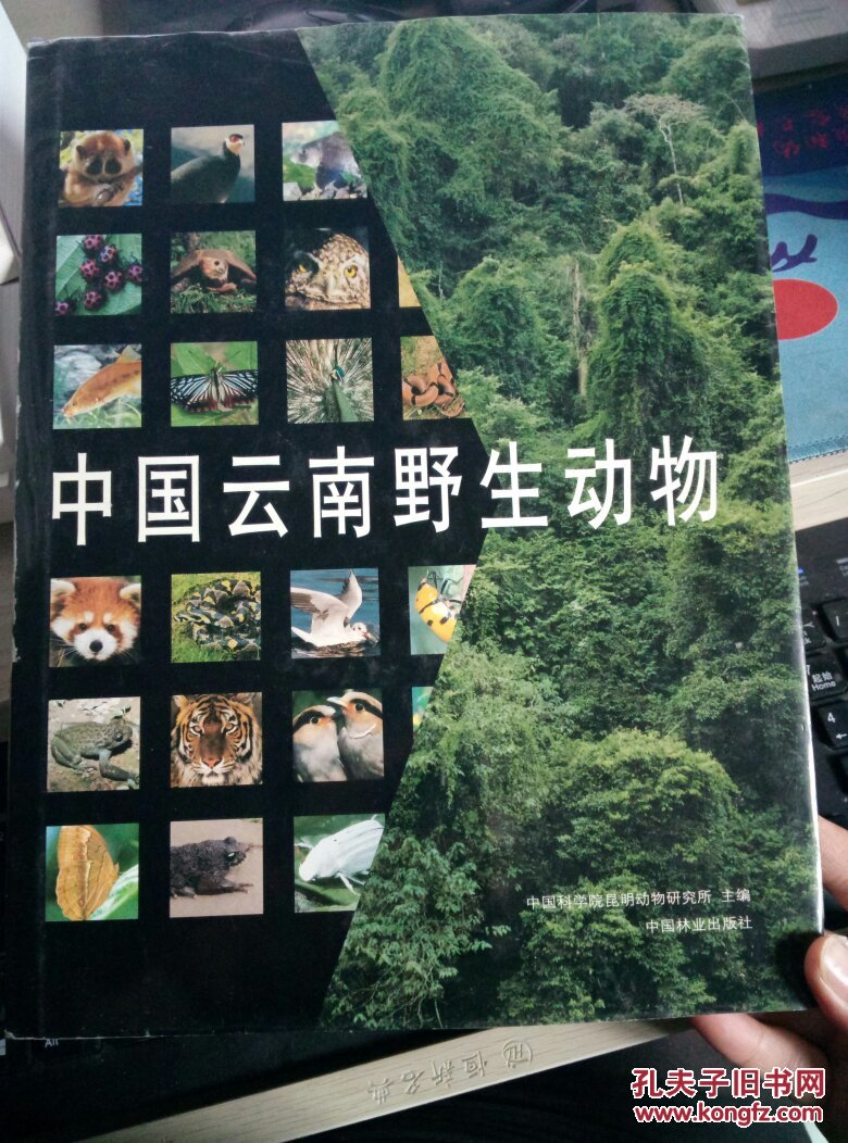 中国云南野生动物