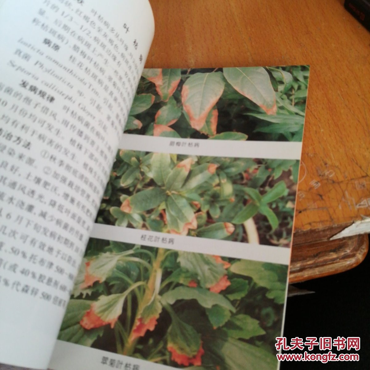 花卉病虫害原色图谱