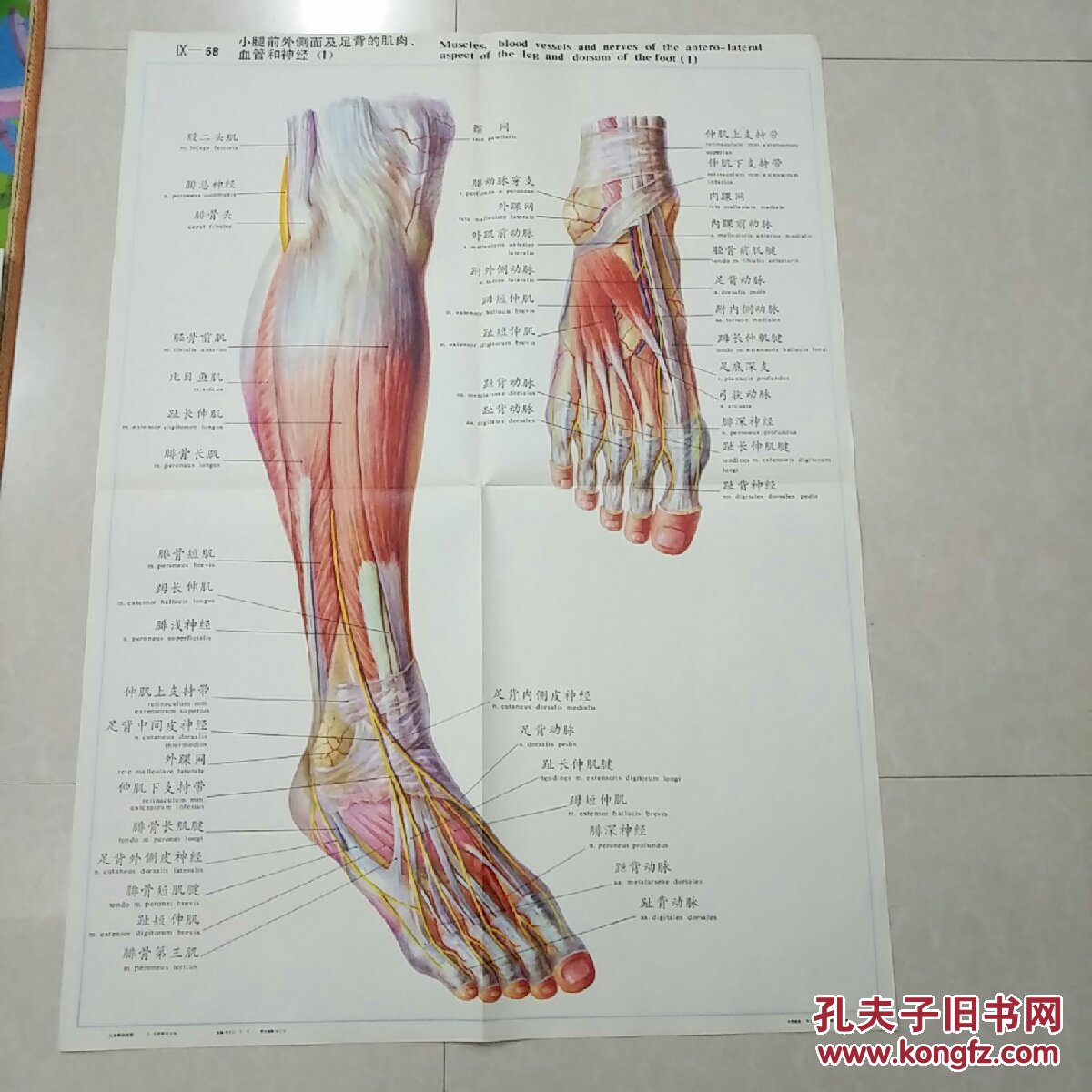 人体解剖挂图lx一58,小腿前外侧面及足背的肌肉血管和
