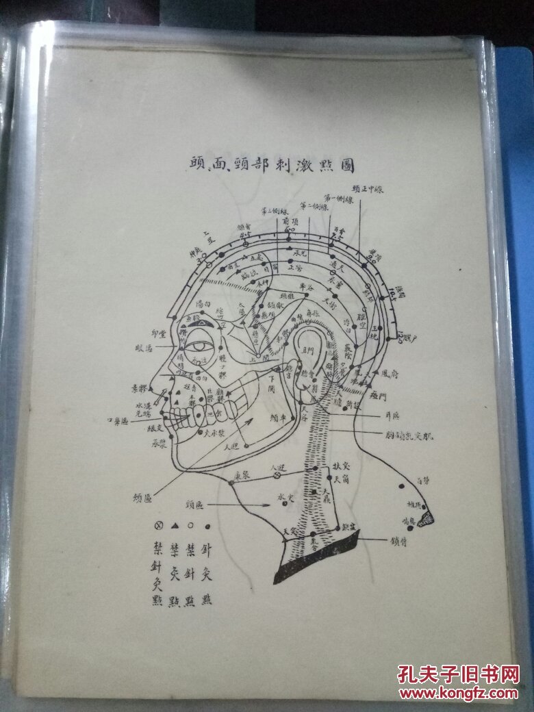 针灸--头\面\颈部(胸腹部侧面)刺激点图1张(随机发)