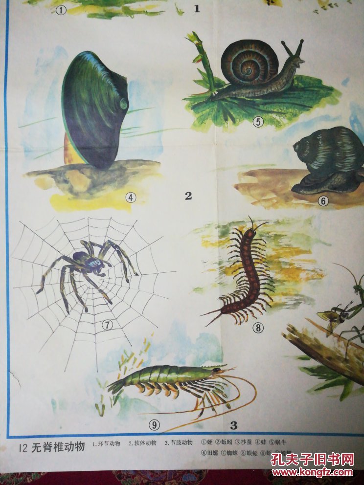 教学挂图\无脊椎动物