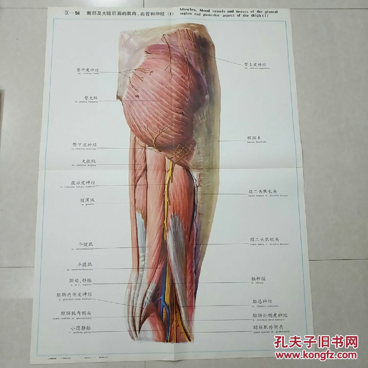 人体解剖挂图lx一56臀部及大腿后面的肌肉血管和神经1