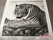 中国美院教授朱锡林画《虎头》，陈冰心旧藏