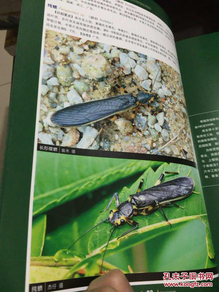 中国昆虫生态大图鉴