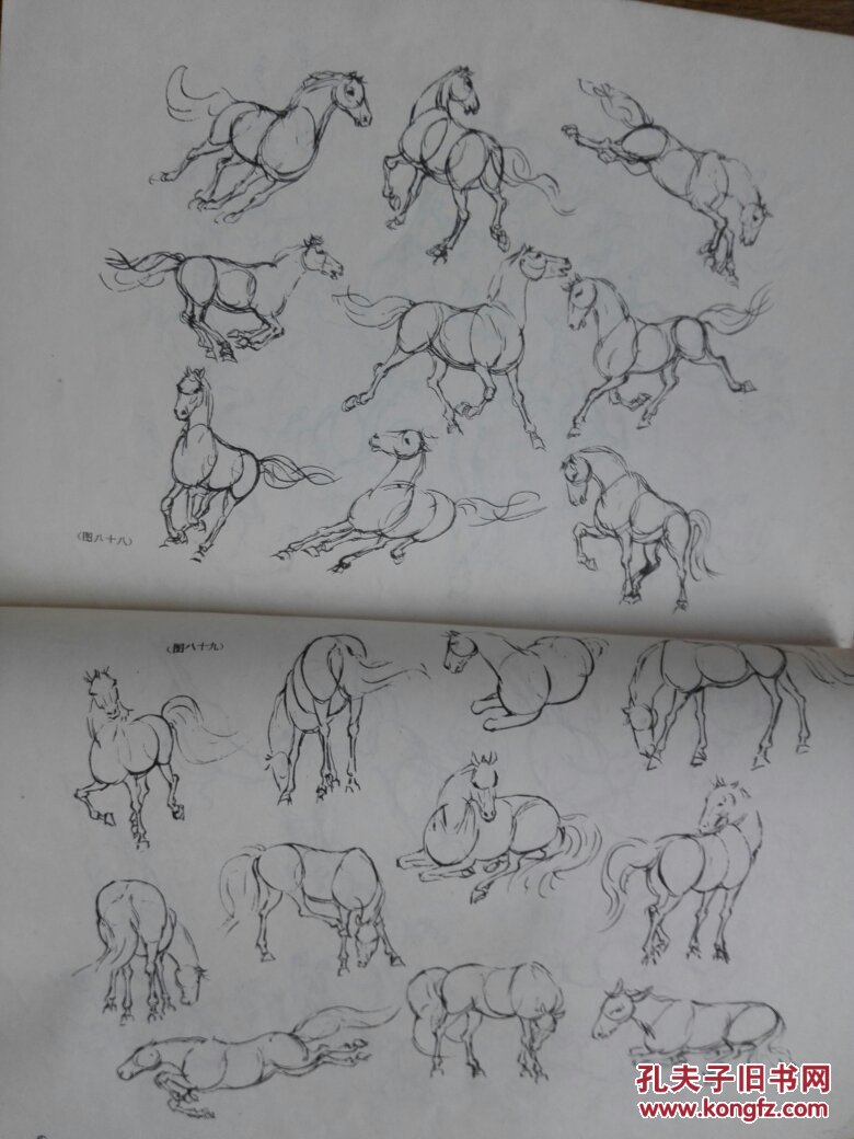 画马常识