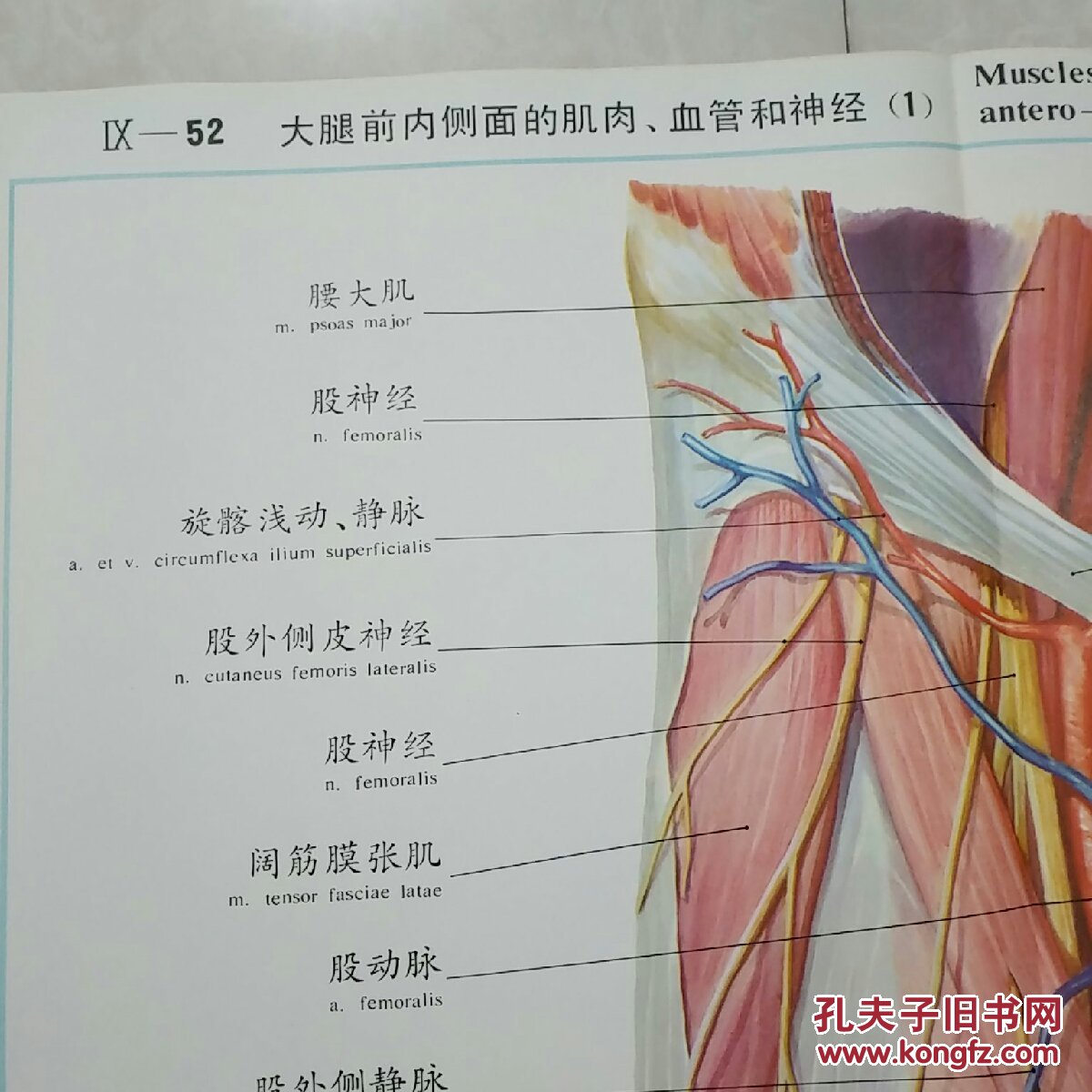 人体解剖挂图lx一52,大腿前内侧面的肌肉,血管和神经(1)