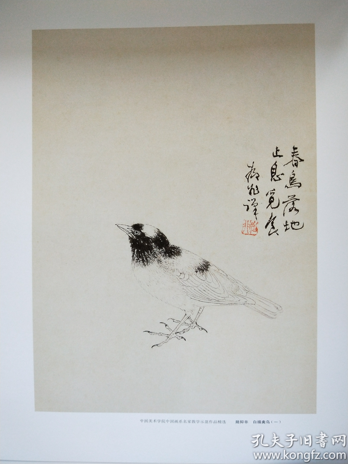 陆抑非白描禽鸟