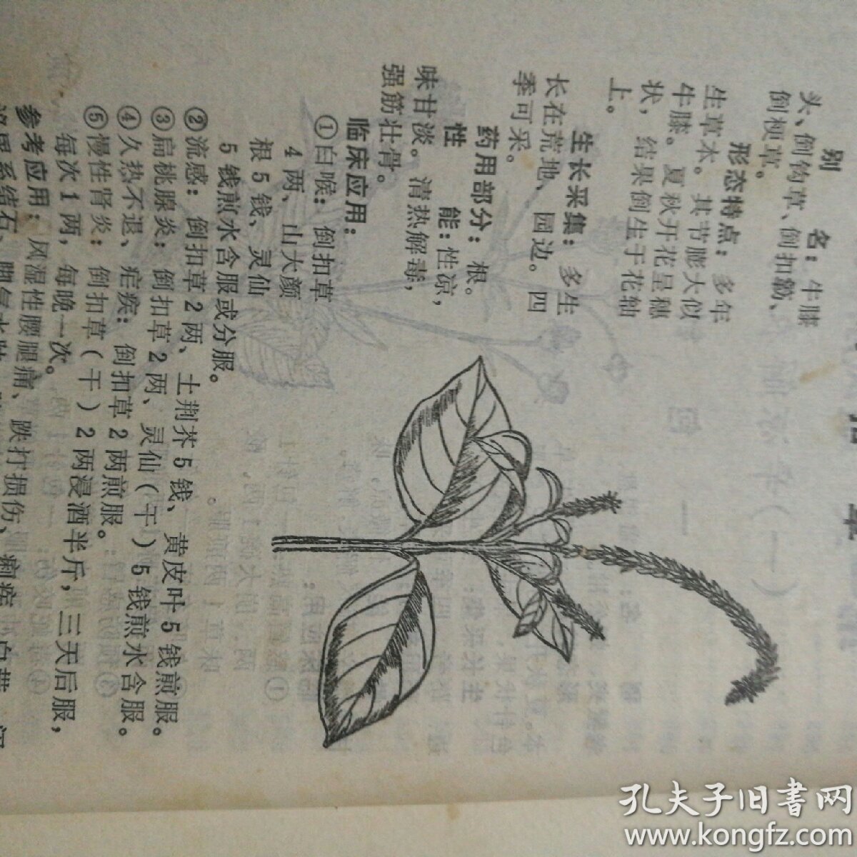 中草药没有底面是时期