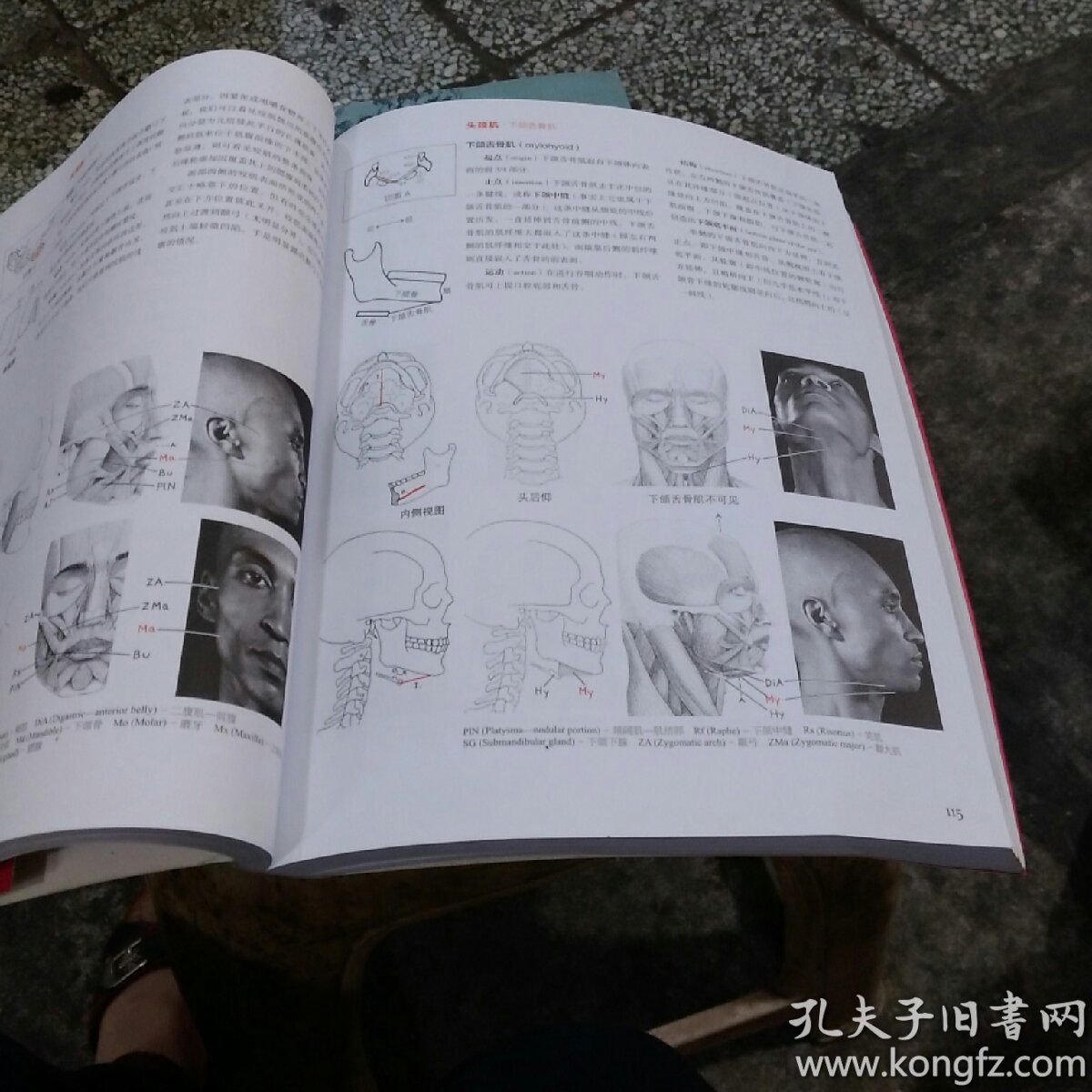 牛津艺用人体解剖学(经典版)