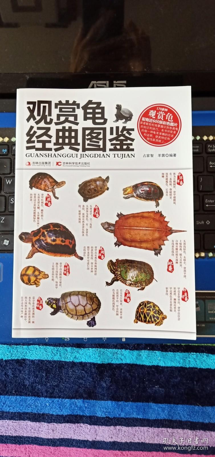 观赏龟的饲养与鉴赏_20方缸观赏虾饲养密度_水晶虾达人修炼漫记观赏虾饲养与水草栽培必读