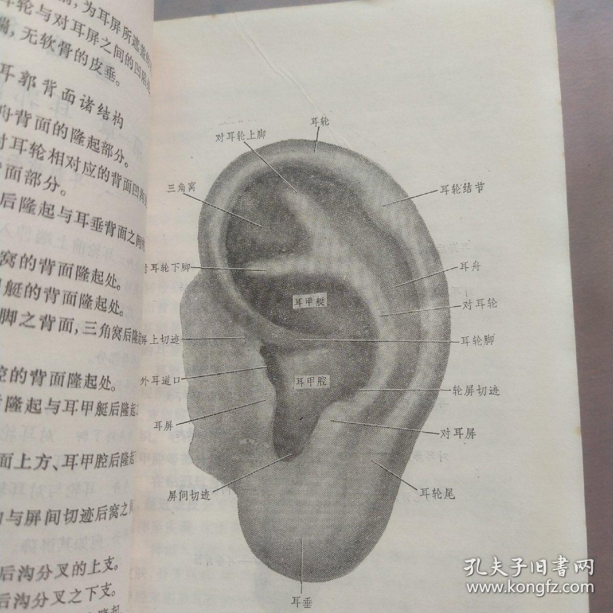 耳针