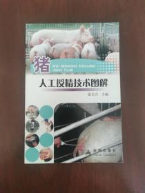 猪人工授精技术图解