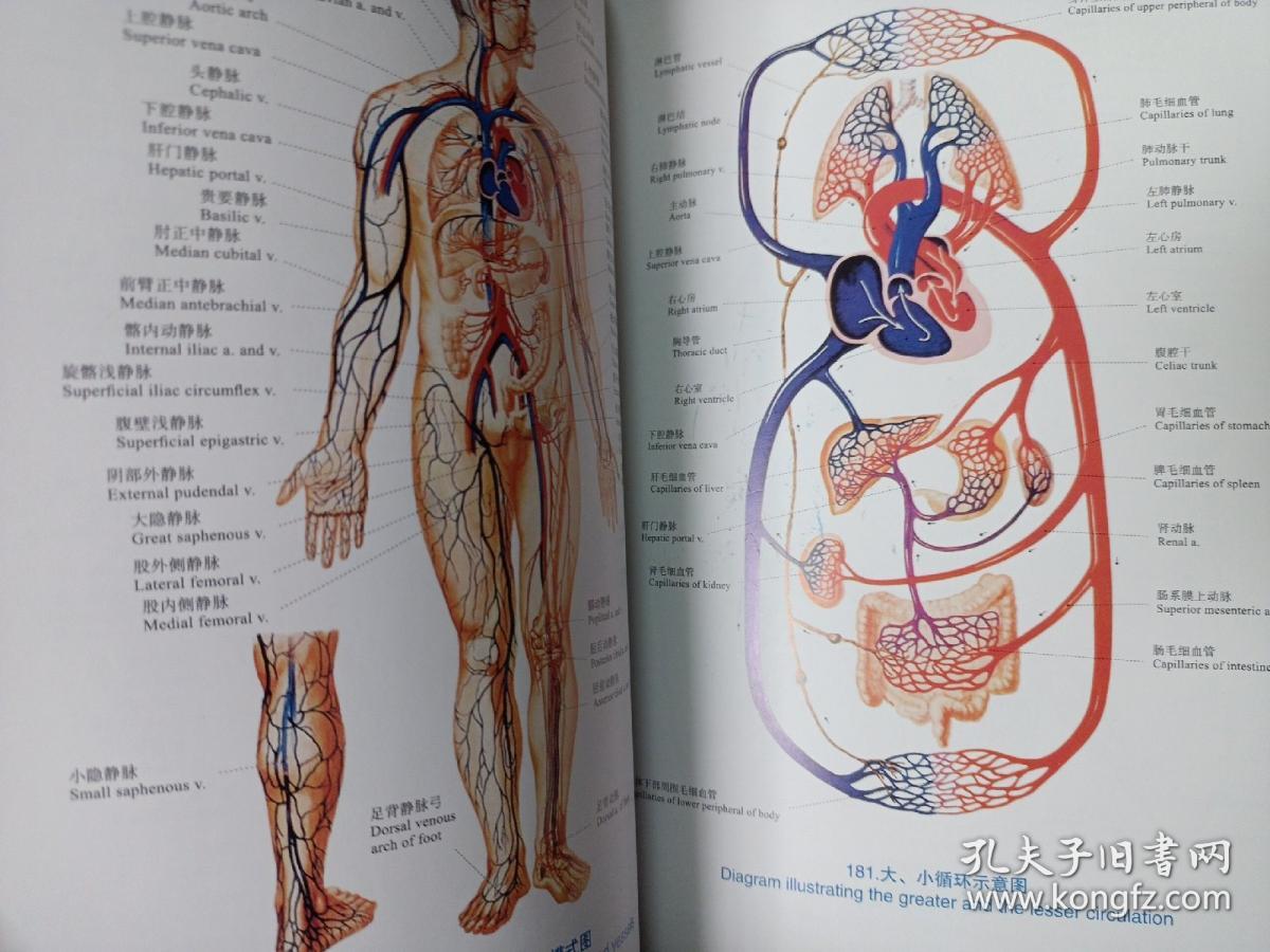 人体解剖彩色图谱第2版私藏品如图看图看描述本店不使用小快递只用