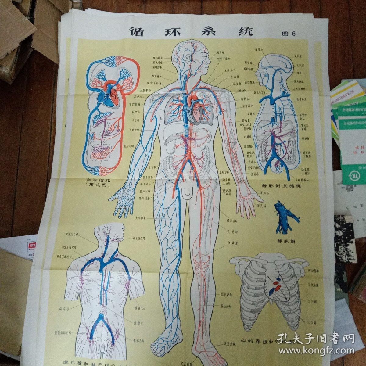 1骨和骨连接装置 2全身肌肉 3消化器 4呼吸器 6循环系统 7神经系统 8