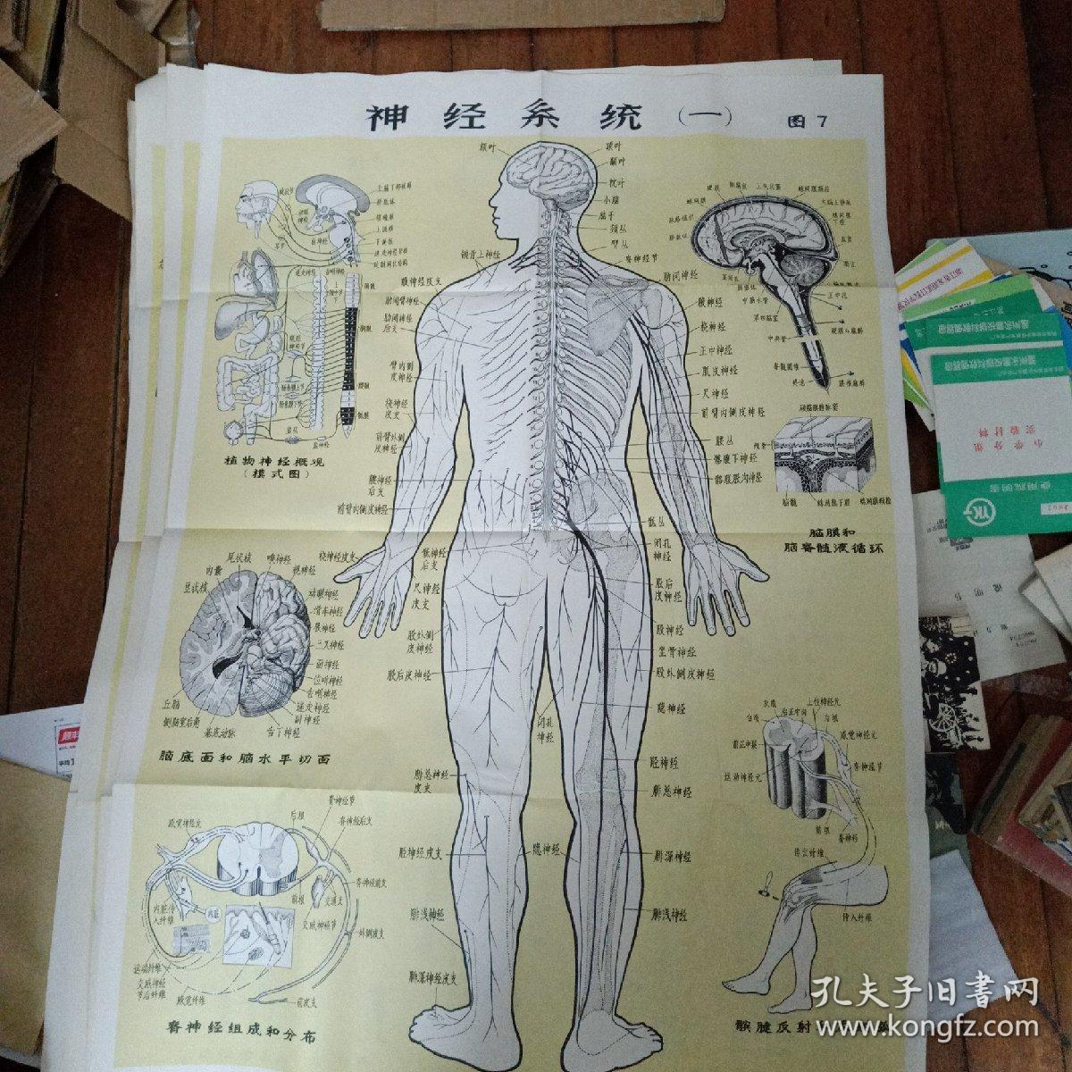 医学挂图 人体解剖挂图 1骨和骨连接装置 2全身肌肉 3