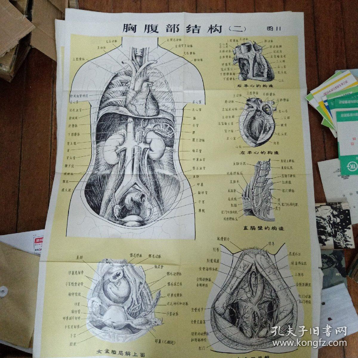 医学挂图 人体解剖挂图 1骨和骨连接装置 2全身肌肉 3