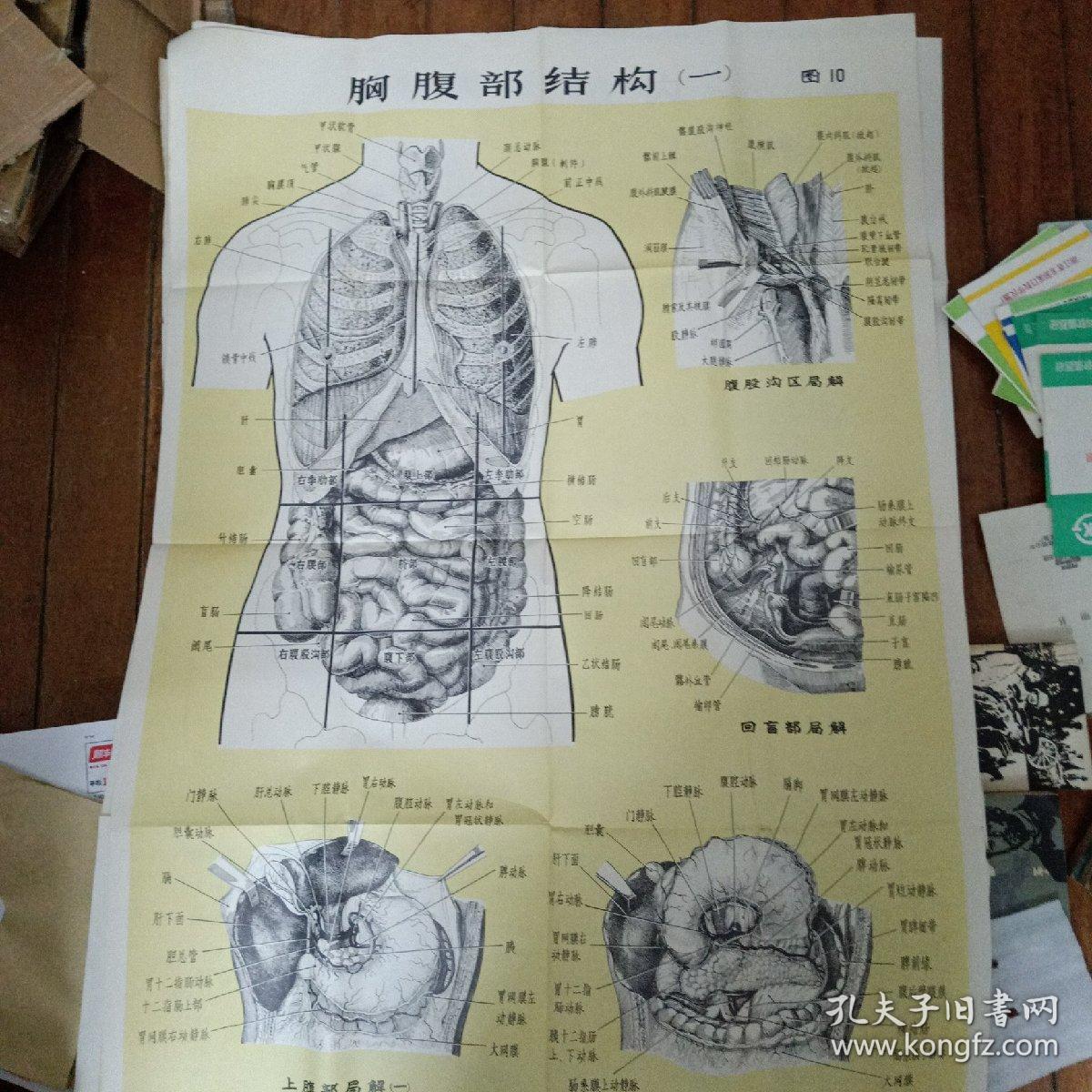 医学挂图 人体解剖挂图 1骨和骨连接装置 2全身肌肉 3消化器 4呼吸器