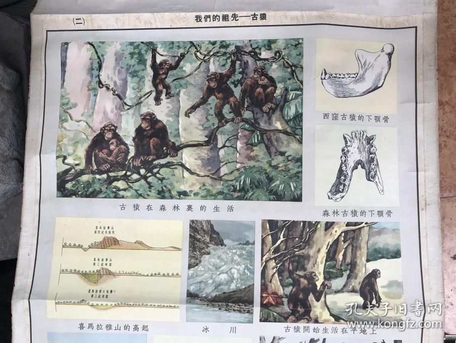 大中国图书局出版彩色大挂图人类的祖先-古猿02(挂图)