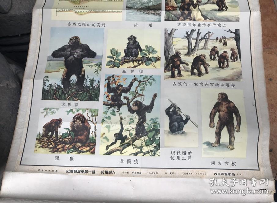 大中国图书局出版彩色大挂图人类的祖先-古猿02(挂图)