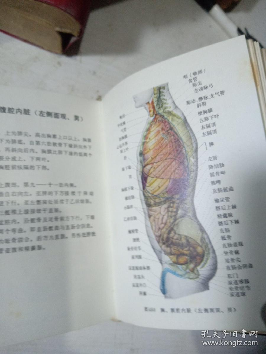 人体解剖图谱