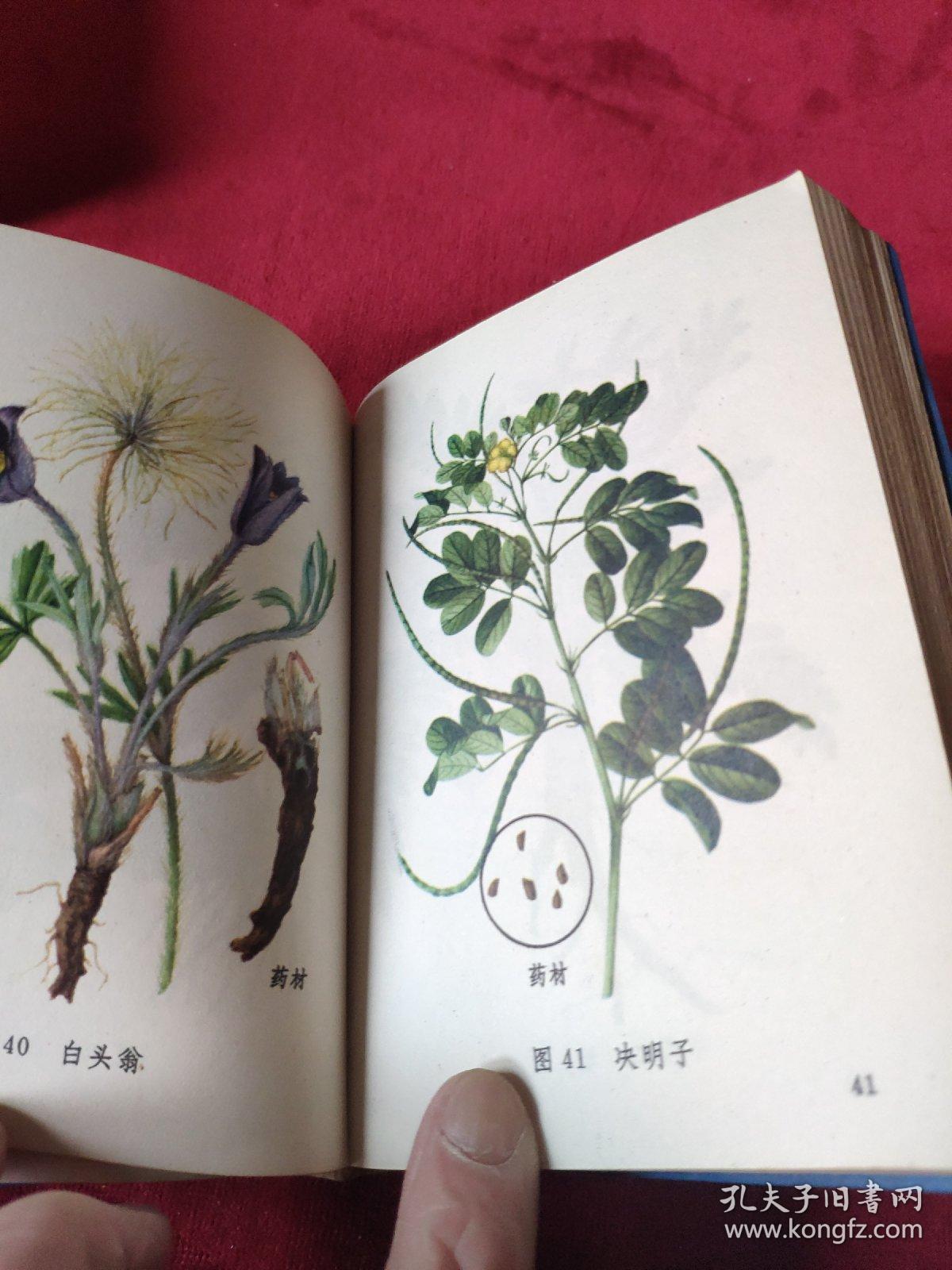 常用中草药图谱蓝塑皮软精装大量中草药彩图谱70年版中医类