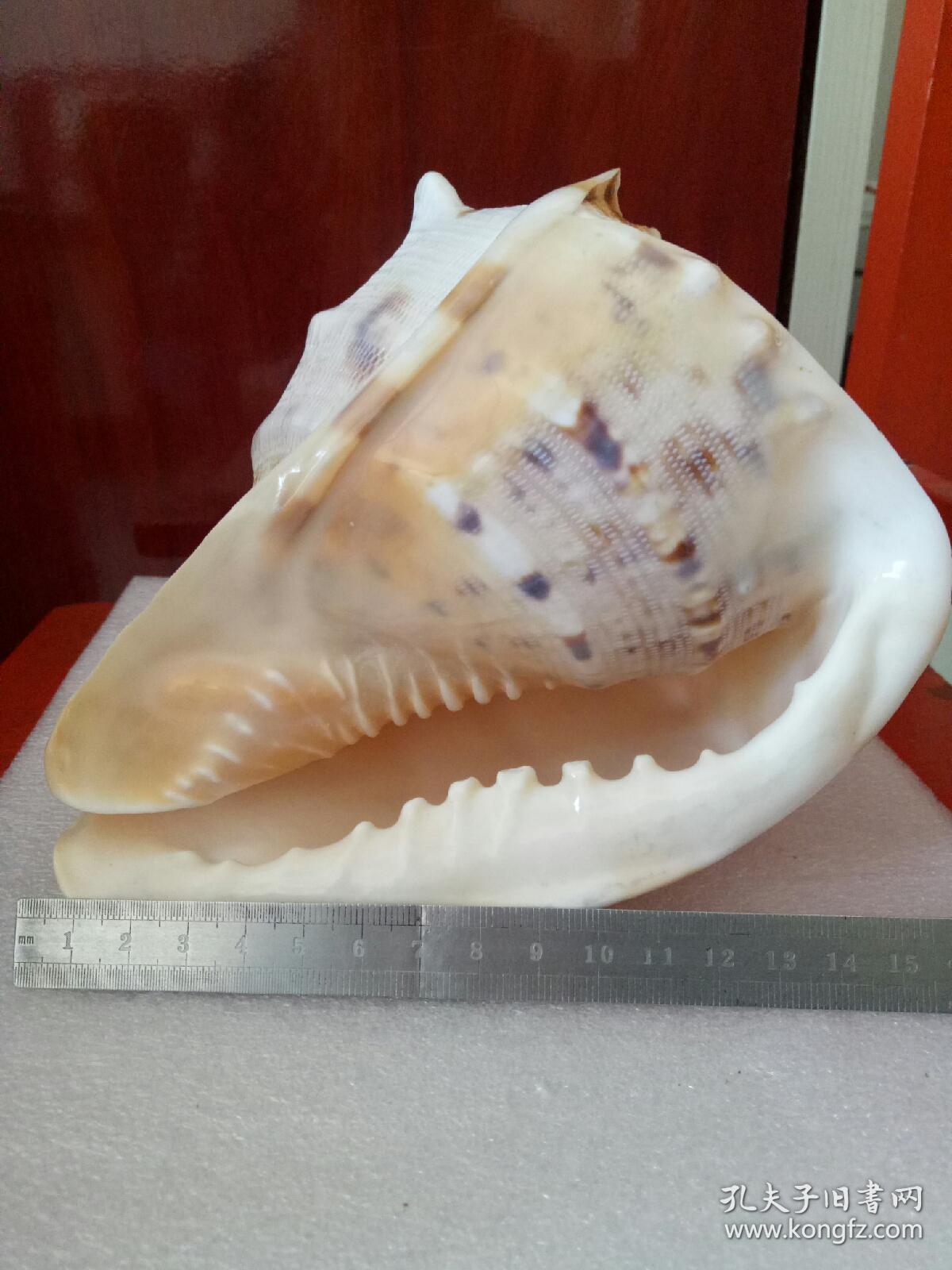 皇冠螺天然海螺名螺珍品