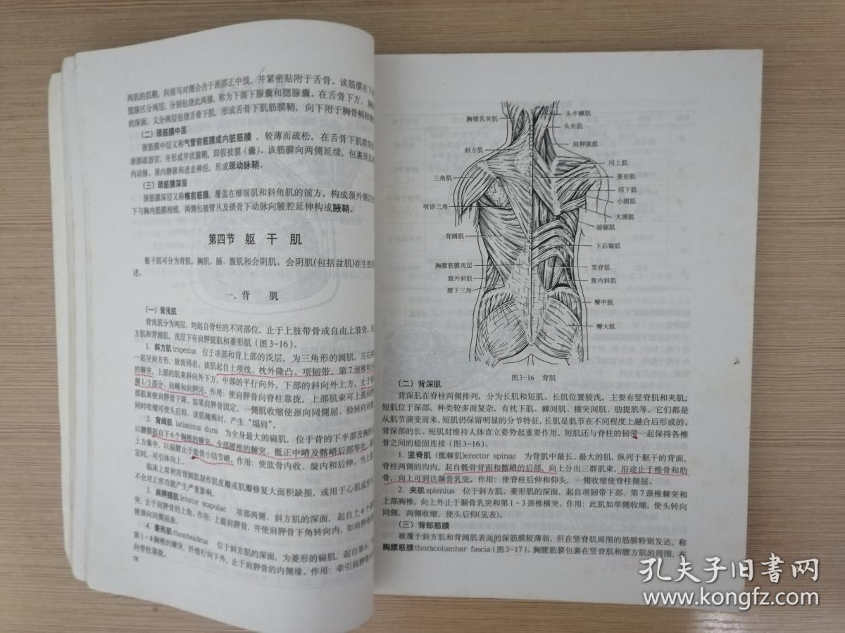 系统解剖学-全国高等医药院校教材 柏树令 人民卫生出版社