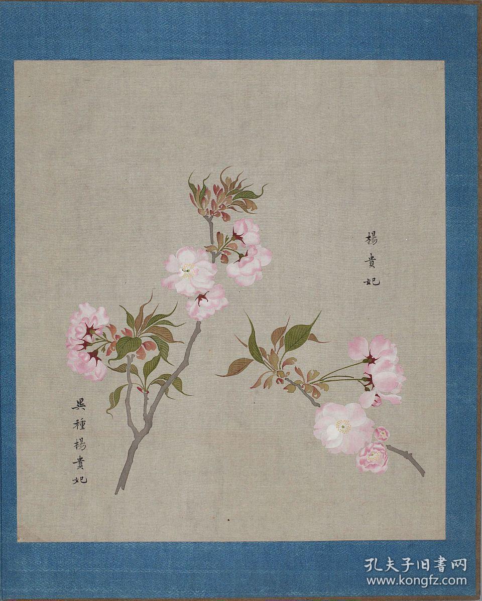 《花谱》由日本江户时代画家樱井绚绘.