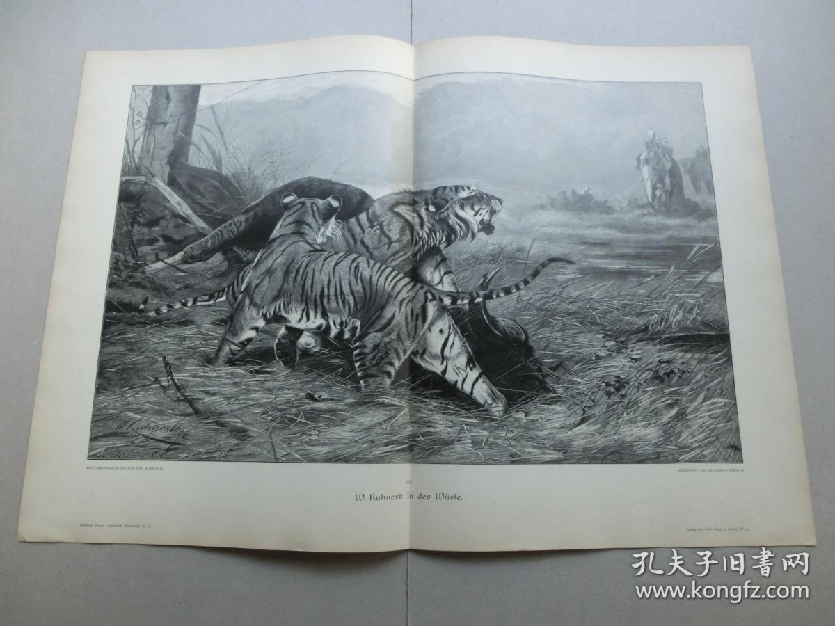 【百元包邮】巨幅《虎视眈眈》1891年 木刻版画 木口木刻 纸张尺寸约