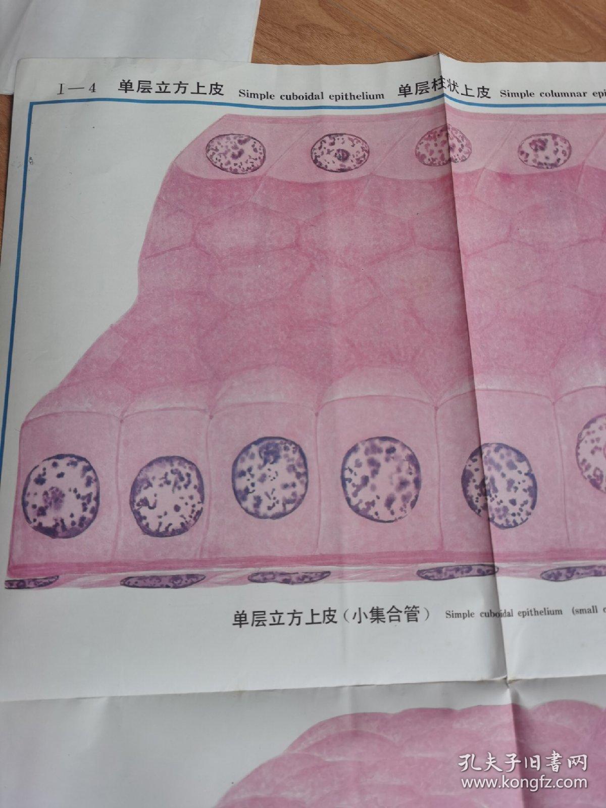 挂画——单层立方上皮