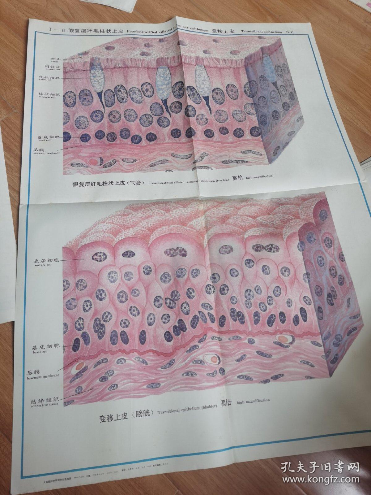 挂画——假复层纤毛柱状上皮