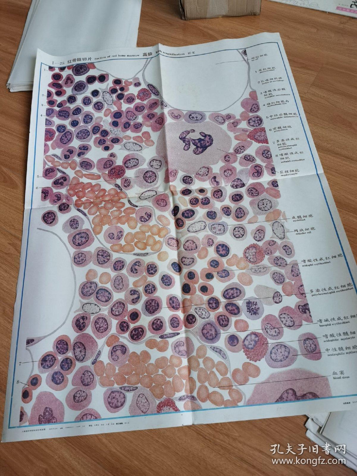 挂画——红骨髓切片