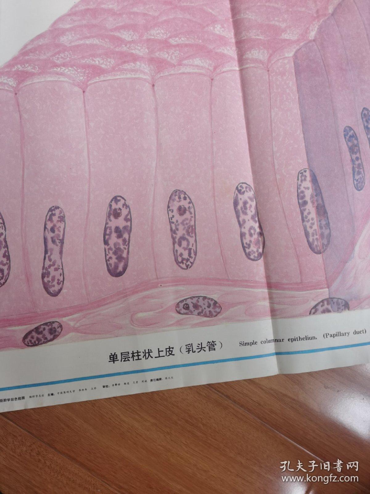 挂画——单层立方上皮