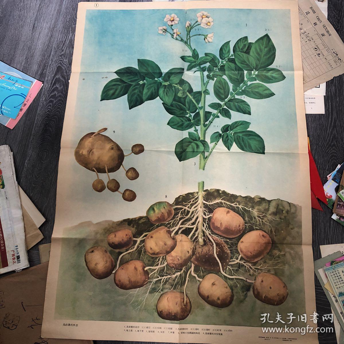 马铃薯的形态