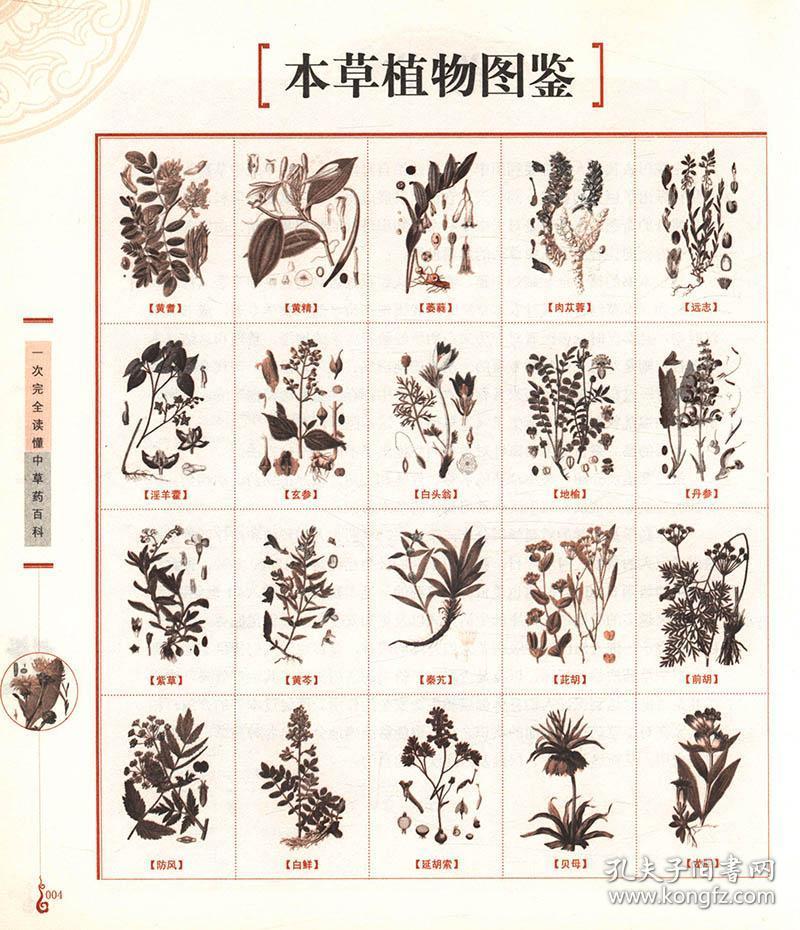 一次完全读懂中草药百科//中草药全图鉴图解中草药大全中草药彩色图谱