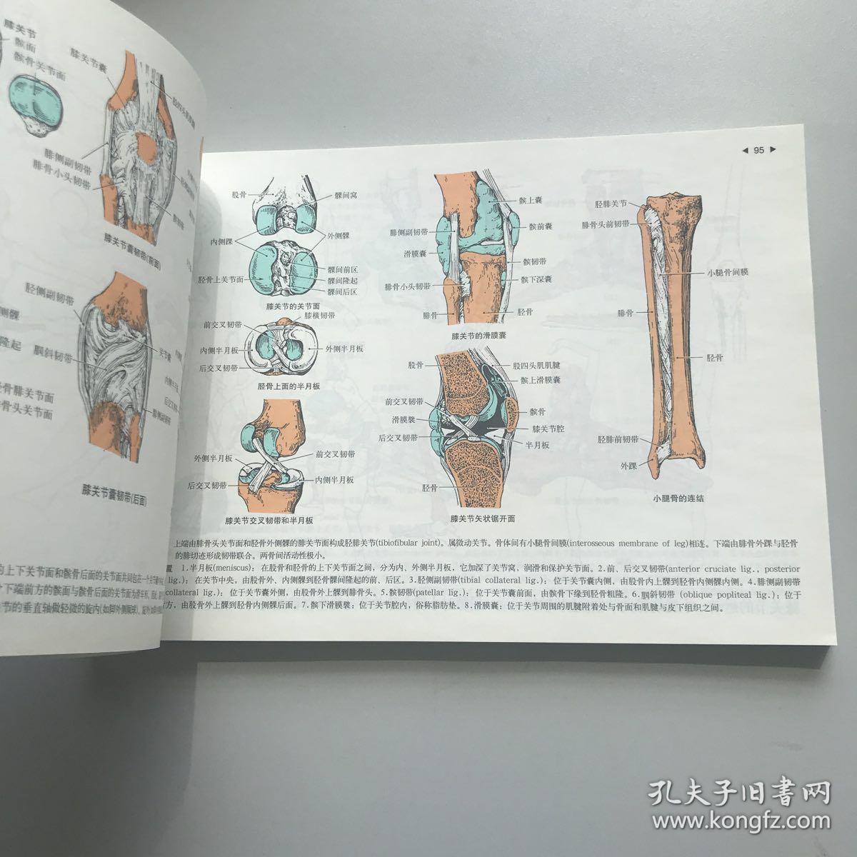 运动解剖学图谱(第3版)