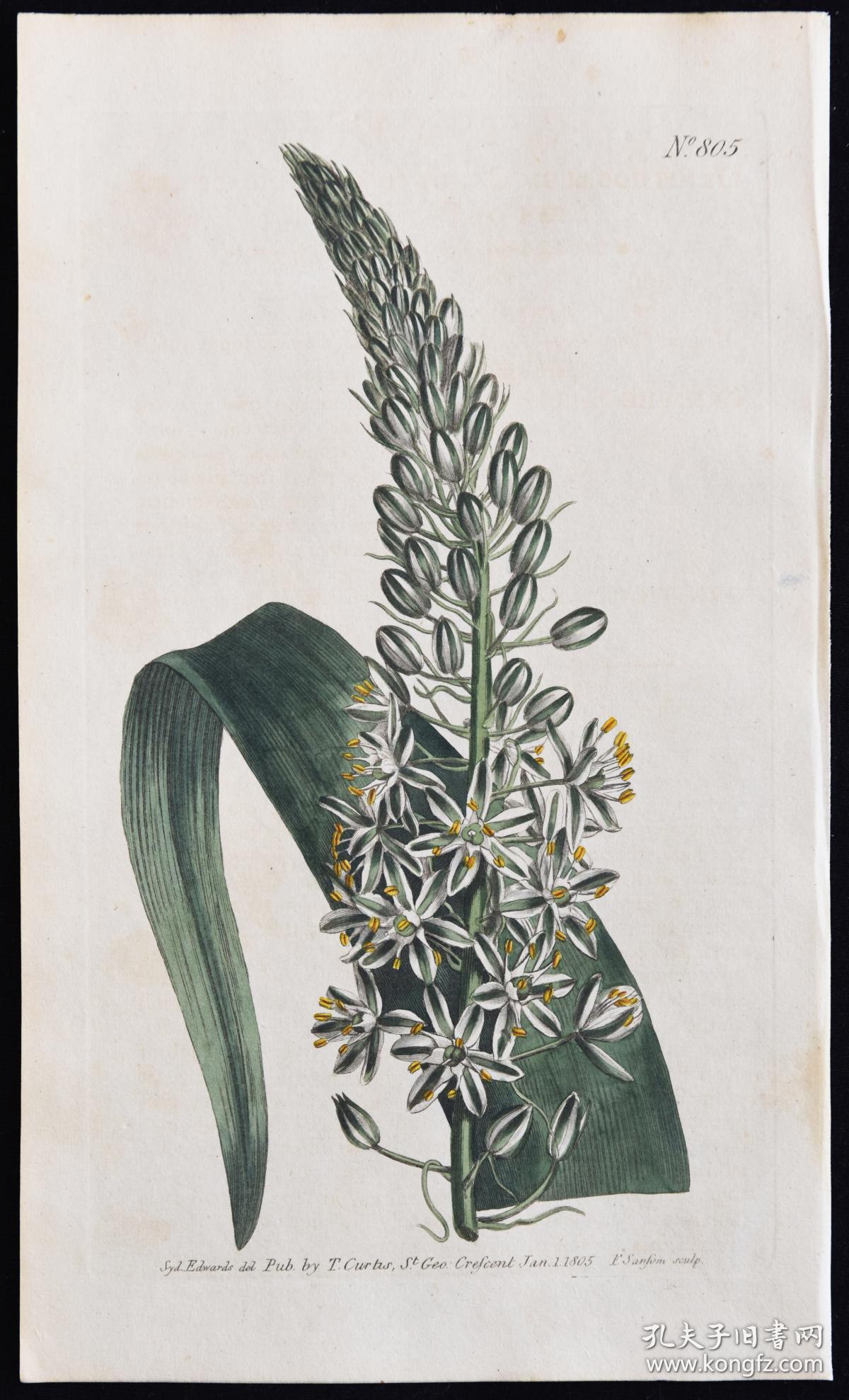 1804年精美欧洲铜版画-柯蒂斯植物805号 虎眼万年青,稀有图谱