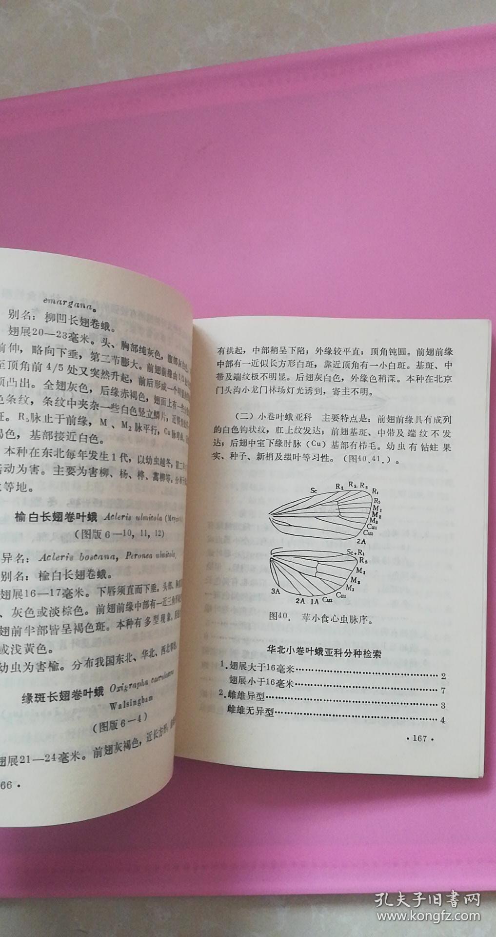 鉴定用的特征,蛾类的学名,中名,异名,以及检索表等基本分类方法鳞翅目