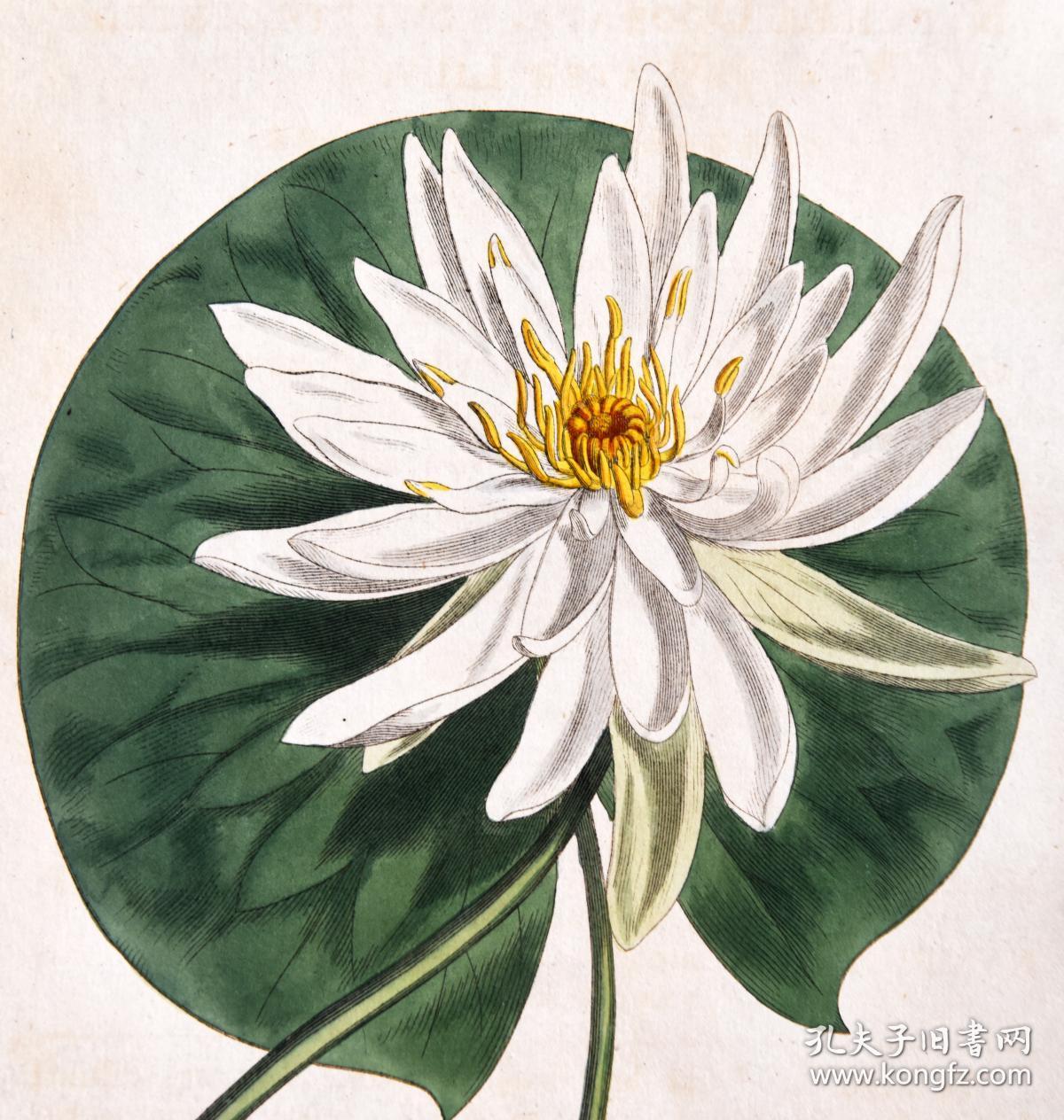 1804年精美欧洲铜版画-柯蒂斯植物819号- 睡莲,稀有图谱